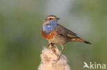 Blauwborst (Luscinia svecica)