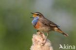 Blauwborst (Luscinia svecica)