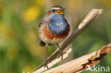 Blauwborst (Luscinia svecica)