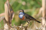 Blauwborst (Luscinia svecica)