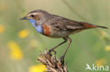 Blauwborst (Luscinia svecica)