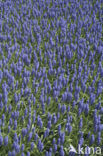 Blauwe druifjes (Muscari botryoides)