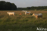 Blonde d Aquitaine koe (Bos Domesticus)