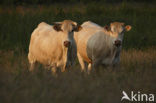 Blonde d Aquitaine koe (Bos Domesticus)