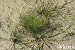 Borstelbies (Isolepis setacea)