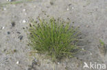 Borstelbies (Isolepis setacea)