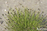 Borstelbies (Isolepis setacea)