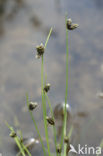 Borstelbies (Isolepis setacea)