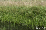 Bosbies (Scirpus sylvaticus)