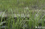 Bosbies (Scirpus sylvaticus)