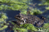 Bruine kikker (Rana temporaria)