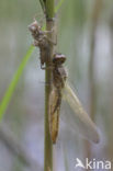 Bruine korenbout (Libellula fulva) 