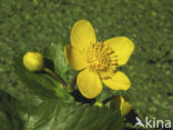 Dotterbloem (Caltha palustris)