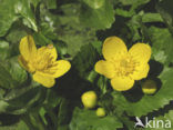 Dotterbloem (Caltha palustris)