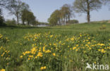 Dotterbloem (Caltha palustris)