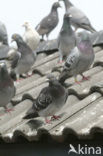 Duif (Columba spec.)