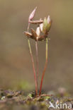 Dwergrus (Juncus pygmaeus) 