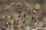 Dwergrus (Juncus pygmaeus) 