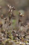 Dwergrus (Juncus pygmaeus) 