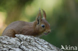 Eekhoorn (Sciurus vulgaris)