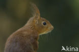 Eekhoorn (Sciurus vulgaris)