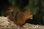 Eekhoorn (Sciurus vulgaris)