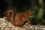 Eekhoorn (Sciurus vulgaris)