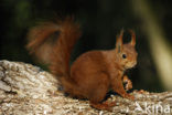 Eekhoorn (Sciurus vulgaris)