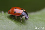 Elfstippelig lieveheersbeestje (Coccinella undecimpunctata