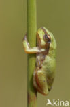 Europese boomkikker (Hyla arborea) 