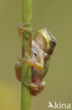 Europese boomkikker (Hyla arborea) 