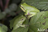 Europese boomkikker (Hyla arborea) 