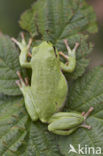 Europese boomkikker (Hyla arborea) 