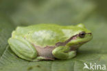 Europese boomkikker (Hyla arborea) 