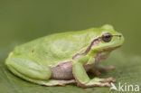 Europese boomkikker (Hyla arborea) 