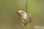 Europese boomkikker (Hyla arborea) 