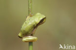 Europese boomkikker (Hyla arborea) 