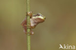 Europese boomkikker (Hyla arborea) 