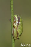 Europese boomkikker (Hyla arborea) 