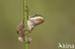 Europese boomkikker (Hyla arborea) 