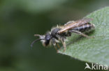 Gekielde dwergzandbij (Andrena strohmella)