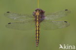 Gewone oeverlibel (Orthetrum cancellatum)