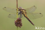 Gewone oeverlibel (Orthetrum cancellatum)