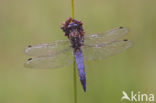 Gewone oeverlibel (Orthetrum cancellatum)