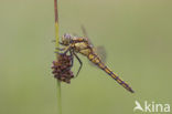 Gewone oeverlibel (Orthetrum cancellatum)