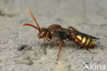 Gewone wespbij (Nomada flava)