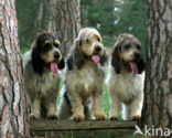 Grand Basset Griffon Vendéen (Canis domesticus)