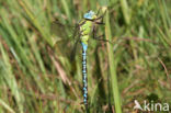 Groene glazenmaker (Aeshna viridis) 