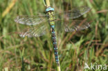 Groene glazenmaker (Aeshna viridis) 