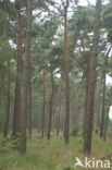 Grove den (Pinus sylvestris)